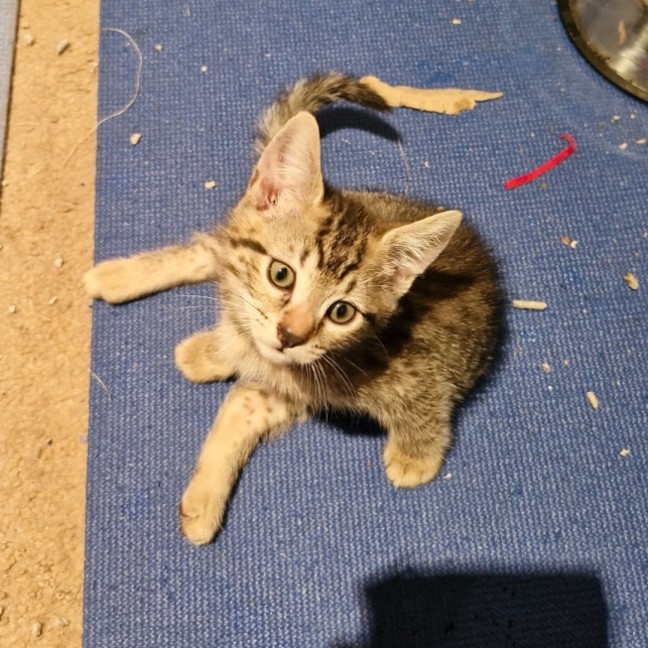 Photo of Toby 