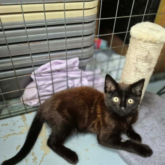 Photo of Malteser **2nd Chance Cat Rescue**