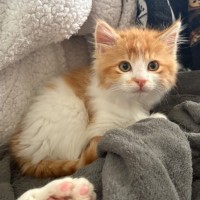 Photo of Eskel **2nd Chance Cat Rescue**