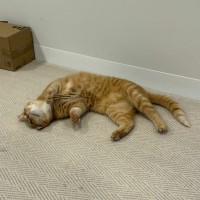 Photo of Mozilla Firefox