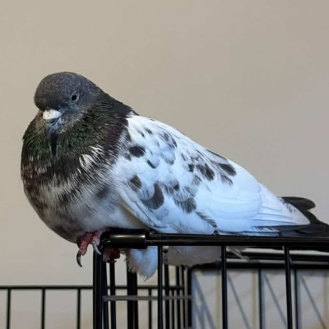 Photo of Pebble 
