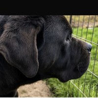 Photo of Tyson
