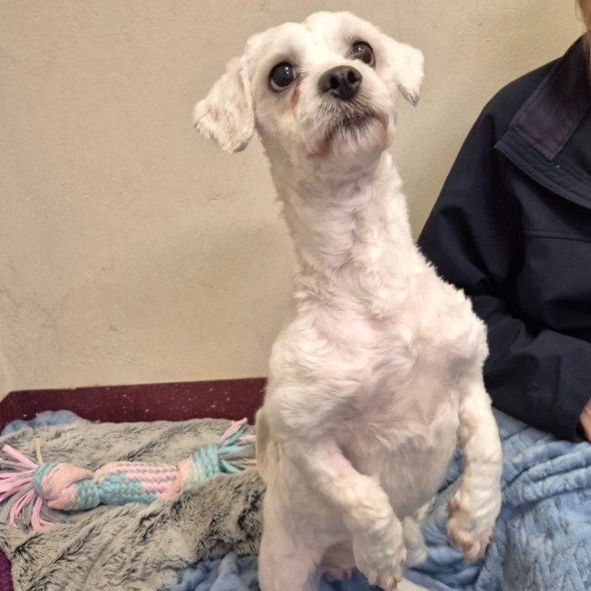 Photo of Taco