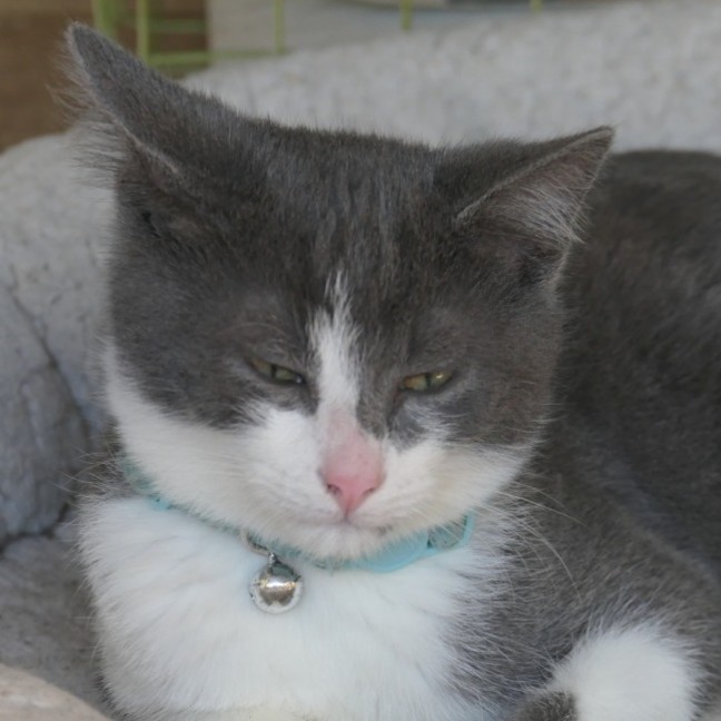 Photo of Blueberry