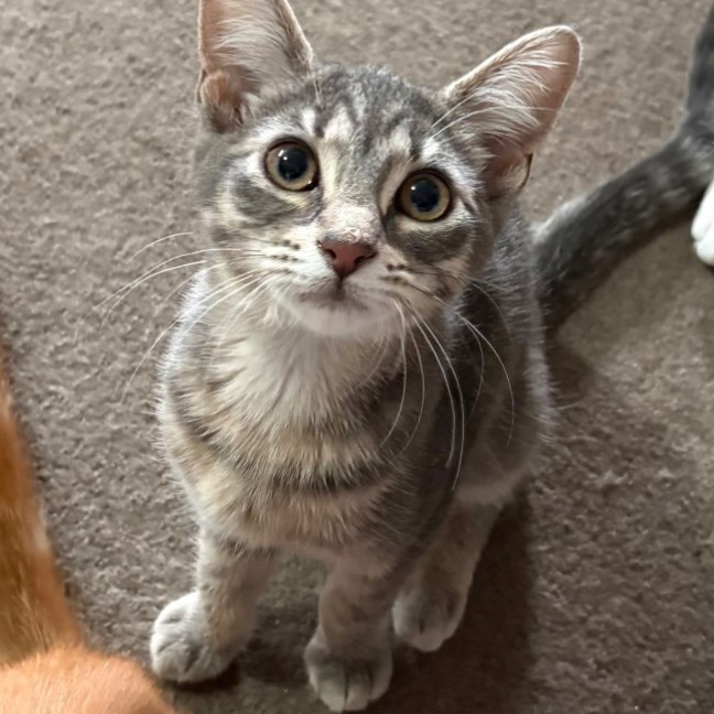 Photo of Morgana **2nd Chance Cat Rescue**