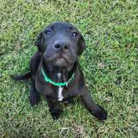 Photo of Ludo