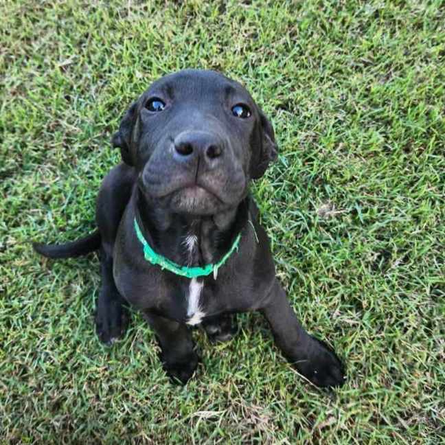 Photo of Ludo