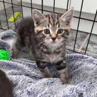 Photo of Nutella Storm 🍦 