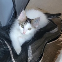 Photo of Flash   Located In Deer  Park