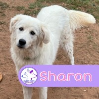 Photo of Sharon