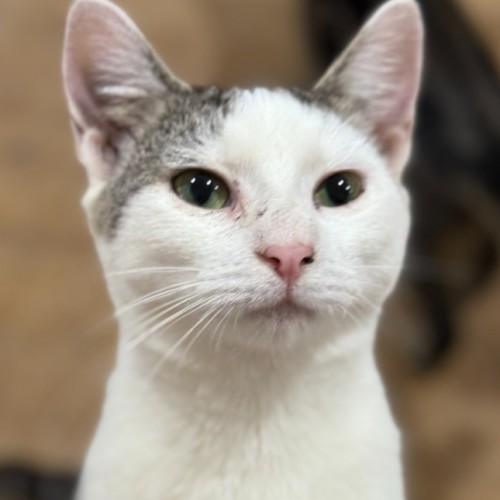 Maisy 💕 - Domestic Short Hair (DSH) Cat