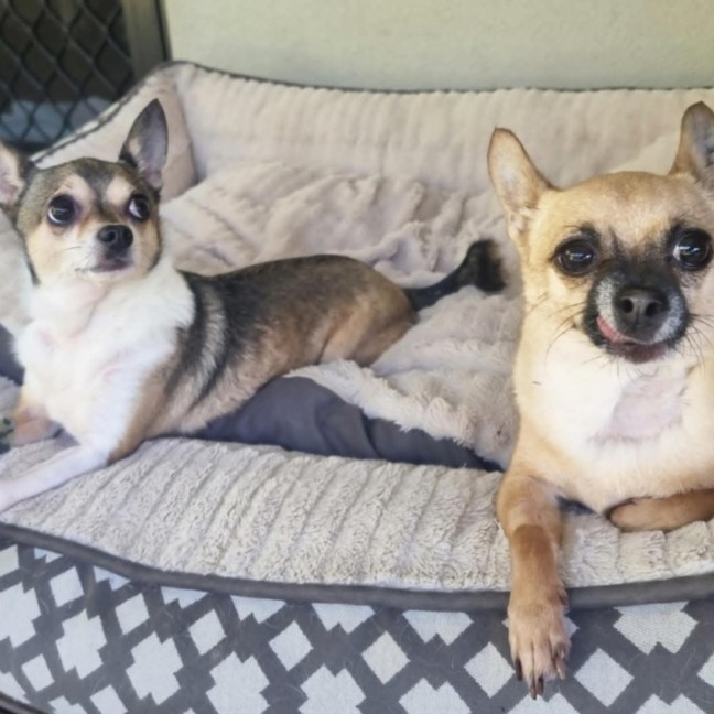 Photo of Benji & Daisy