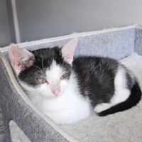 Photo of Kiah ** 2nd Chance Cat Rescue**