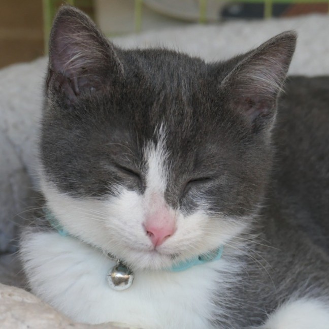 Photo of Blueberry