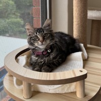 Photo of Martini