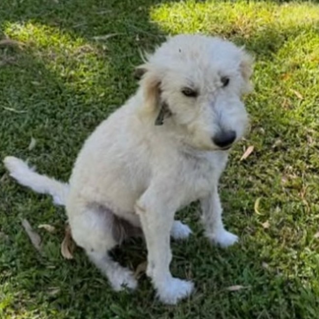 Photo of Falcor