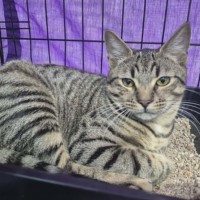 Photo of Merlin