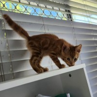 Photo of Toffee