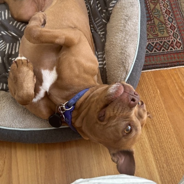 Photo of Maple