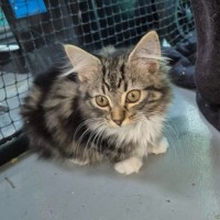 Photo of Yua ** 2nd Chance Cat Rescue**
