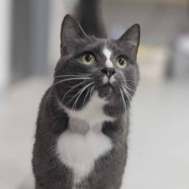 Photo of 💟 Smudge 6353 💟