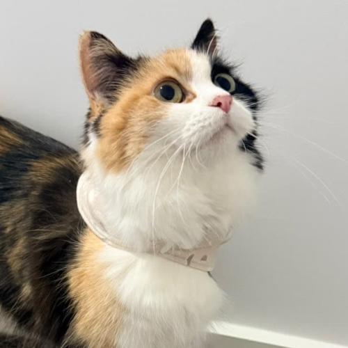 Lola - Domestic Short Hair (DSH) Cat