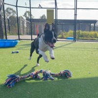 Photo of Cookie Imp 1421