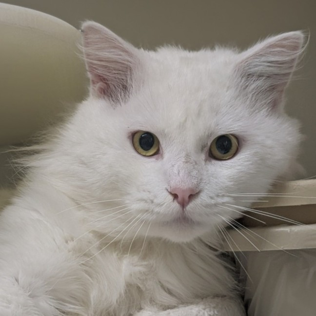 Photo of 🌲 Birch 6413 🌲