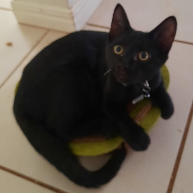 Photo of Cosmo