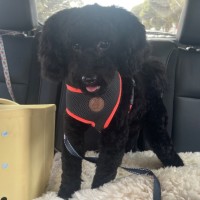 Photo of Coco