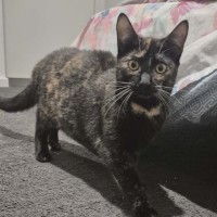 Photo of Raven