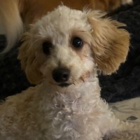 Photo of Mocca