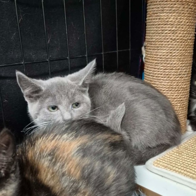 Photo of Carlotta ** 2nd Chance Cat Rescue**