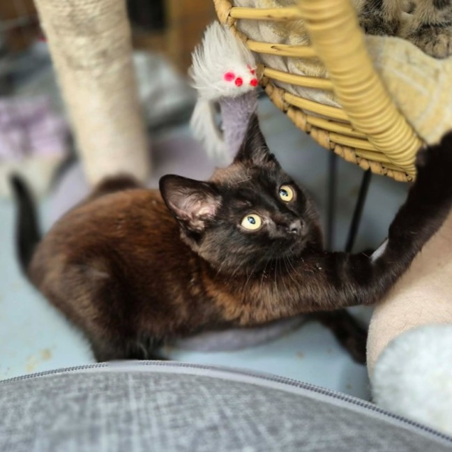 Photo of Malteser **2nd Chance Cat Rescue**