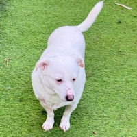 Photo of Nugget