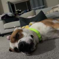 Photo of Reacher