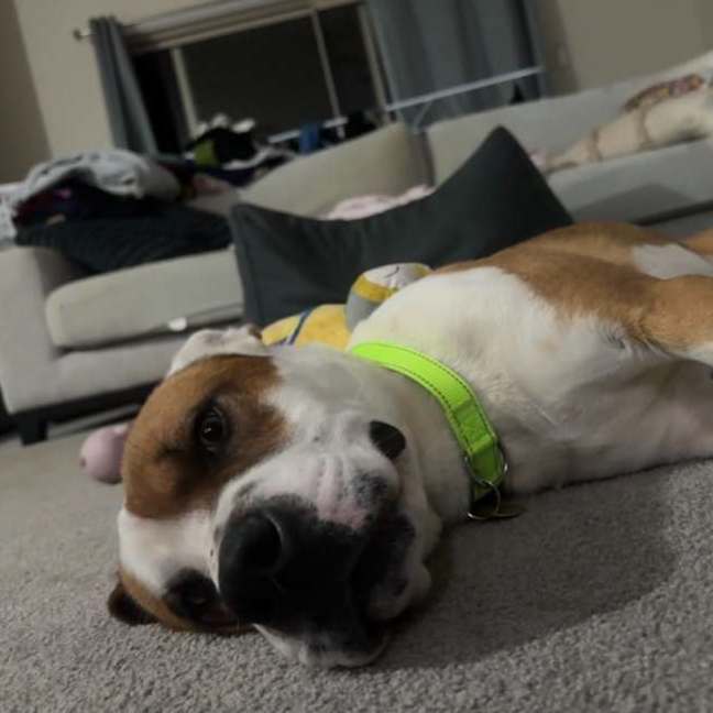 Photo of Reacher
