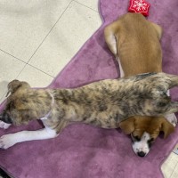 Photo of Eevie 🌼🎀