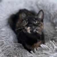 Photo of Queenie