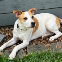 Photo of Harry 🎾🐕 (Assisted Rehome)