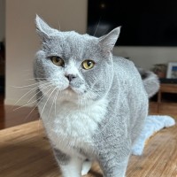 Photo of Wombat