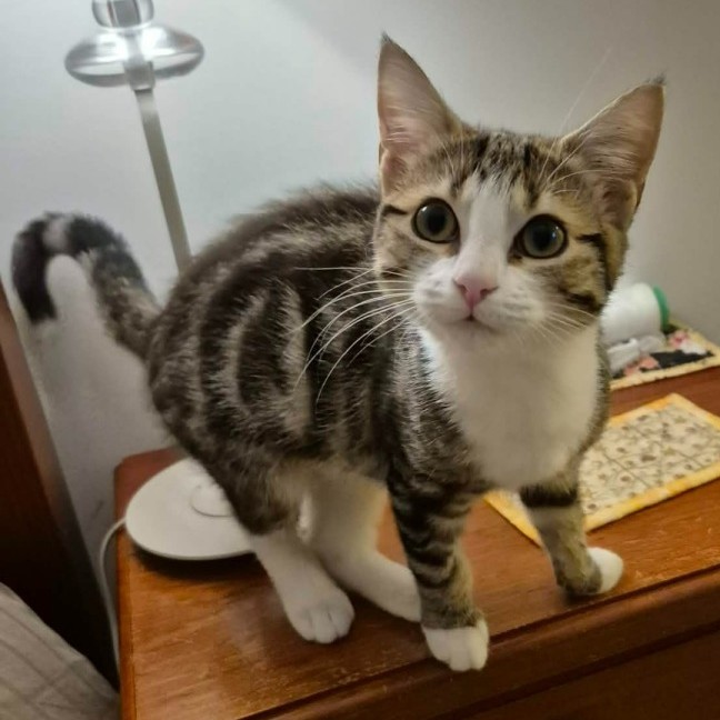 Photo of Squishy Squasy **2nd Chance Cat Rescue **