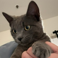 Photo of Nido Queen **2nd Chance Rescue**