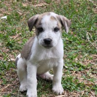 Photo of King Julien! 