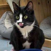 Photo of Johnny Cash**2nd Chance Cat Rescue