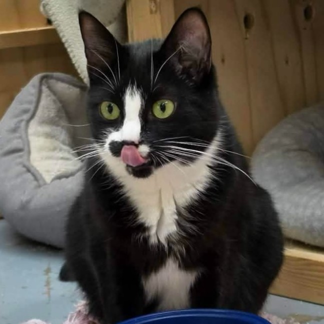 Photo of Johnny Cash**2nd Chance Cat Rescue