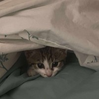 Photo of Miss Mittens