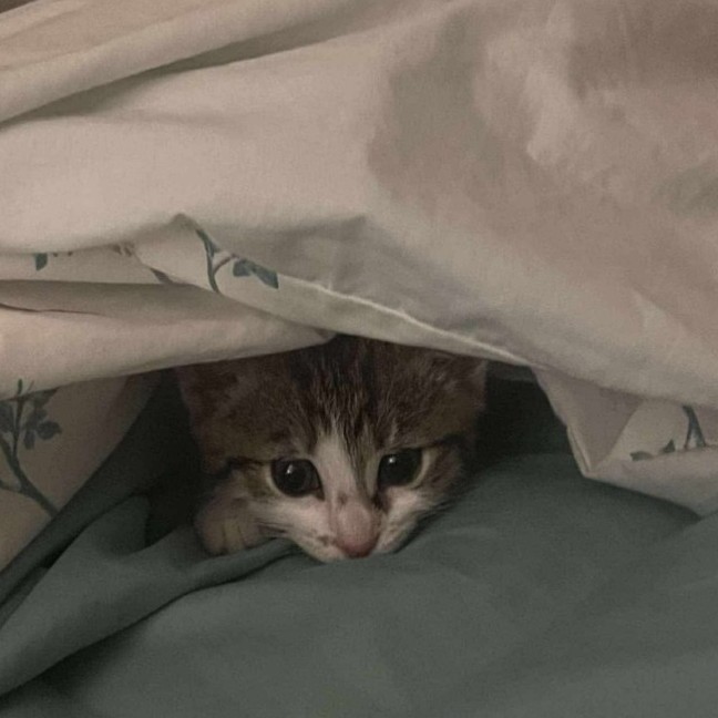 Photo of Miss Mittens