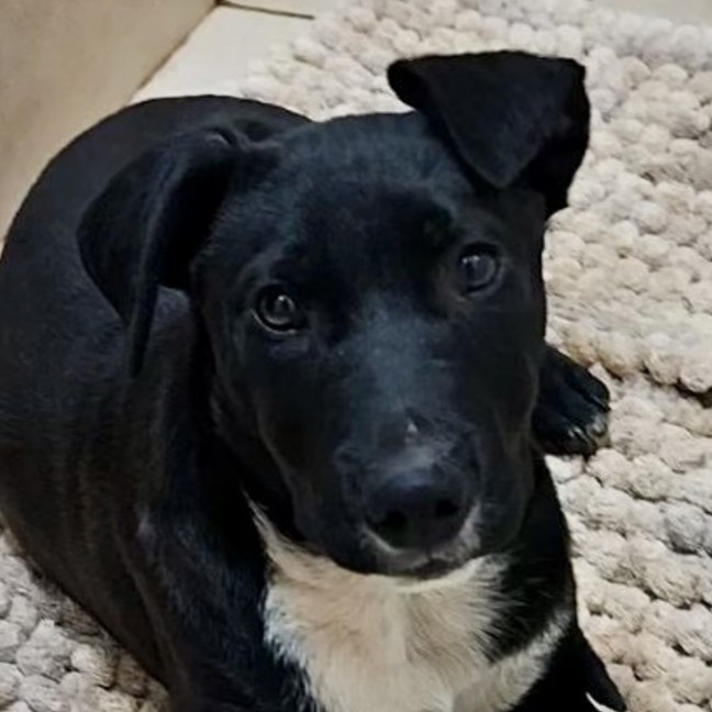 Photo of Oskar