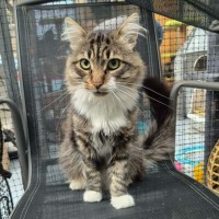 Photo of Fluffy ** 2nd Chance Cat Rescue **